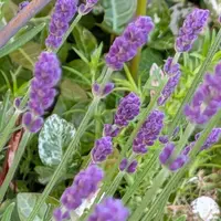 ラベンダーの種類（原種、品種）｜植物図鑑｜みんなの趣味の園芸（NHK