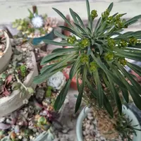 ユーフォルビア・ホリダの基本情報・育て方｜多肉植物・サボテン図鑑