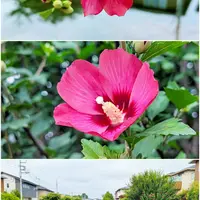 西山喬先生のこと〔写真2枚目〕-京都府立植物園さんの日記｜みんなの