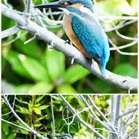 西山喬先生のこと〔写真2枚目〕-京都府立植物園さんの日記｜みんなの