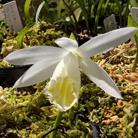 タイリントキソウとは｜育て方がわかる植物図鑑｜みんなの趣味の園芸