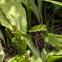 エビネ（夏咲き）とは｜育て方がわかる植物図鑑｜みんなの趣味の園芸