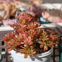 アエオニウムの育て方・栽培方法｜植物図鑑｜みんなの趣味の園芸（NHK