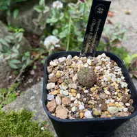 ユーフォルビア・イネルミスの基本情報・育て方｜多肉植物・サボテン