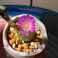 コノフィツム・ウィッテベルゲンセの基本情報・育て方｜多肉植物