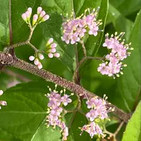 アルストロメリア「オレンジパーフェク「球根の花」のアルバム