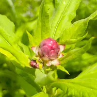 ヘリクリサム（ムギワラギク・帝王貝細工）とは｜育て方がわかる植物