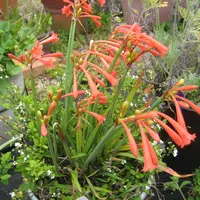 キルタンサスとは｜育て方がわかる植物図鑑｜みんなの趣味の園芸（NHK