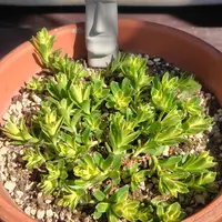 キリンソウの育て方・栽培方法｜植物図鑑｜みんなの趣味の園芸（NHK出版）