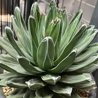 アガベ'スノー・グロウ'の基本情報・育て方｜多肉植物・サボテン図鑑