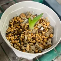 アガベ・ユタエンシス・エボリスピナの基本情報・育て方｜多肉植物