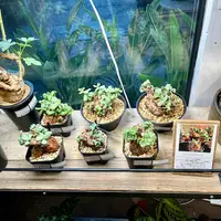 ケラリア・ピグマエアの基本情報・育て方｜多肉植物・サボテン図鑑
