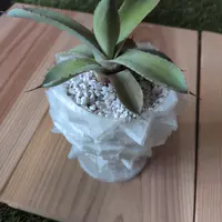アガベ・ユタエンシス・エボリスピナの基本情報・育て方｜多肉植物