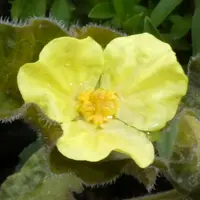 カンアオイとは｜育て方がわかる植物図鑑｜みんなの趣味の園芸（NHK出版）