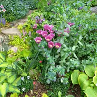 セリンセ・マヨールの種類（原種、品種）｜植物図鑑｜みんなの趣味の