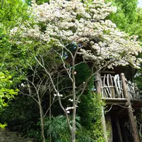 ハナミズキとは｜育て方がわかる植物図鑑｜みんなの趣味の園芸（NHK出版）