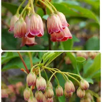 ドウダンツツジとは｜育て方がわかる植物図鑑｜みんなの趣味の園芸