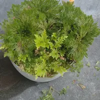 イワヒバとは｜育て方がわかる植物図鑑｜みんなの趣味の園芸（NHK出版）