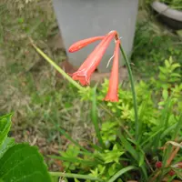 キルタンサスとは｜育て方がわかる植物図鑑｜みんなの趣味の園芸（NHK