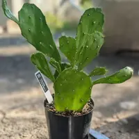 オプンチア白桃扇（バニーカクタス）の基本情報・育て方｜多肉植物