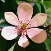 カラタネオガタマとは｜育て方がわかる植物図鑑｜みんなの趣味の園芸