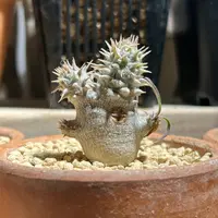 パキポディウム恵比寿大黒の基本情報・育て方｜多肉植物・サボテン図鑑
