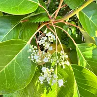 ハクサンボクの種類（原種、品種）｜植物図鑑｜みんなの趣味の園芸
