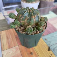 ユーフォルビア孔雀丸の基本情報・育て方｜多肉植物・サボテン図鑑