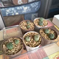ユーフォルビア・ホリダの基本情報・育て方｜多肉植物・サボテン図鑑