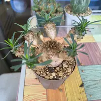 ユーフォルビア孔雀丸の基本情報・育て方｜多肉植物・サボテン図鑑