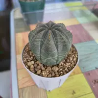 ユーフォルビア・シンメトリカの基本情報・育て方｜多肉植物・サボテン