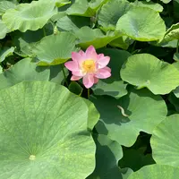 ハスの育て方・栽培方法｜植物図鑑｜みんなの趣味の園芸（NHK出版）