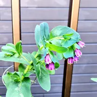 セリンセ・マヨールの種類（原種、品種）｜植物図鑑｜みんなの趣味の