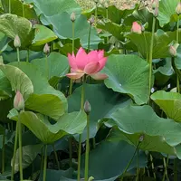 ハスの育て方・栽培方法｜植物図鑑｜みんなの趣味の園芸（NHK出版）