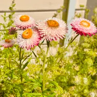 ヘリクリサム（ムギワラギク・帝王貝細工）とは｜育て方がわかる植物