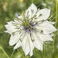 ニゲラの種類（原種、品種）｜植物図鑑｜みんなの趣味の園芸（NHK出版）