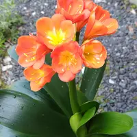クンシランの種類（原種、品種）｜植物図鑑｜みんなの趣味の園芸（NHK