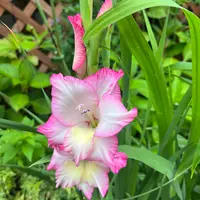 グラジオラス（夏咲き）とは｜育て方がわかる植物図鑑｜みんなの趣味の