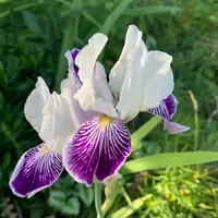 ジャーマンアイリスとは｜育て方がわかる植物図鑑｜みんなの趣味の園芸