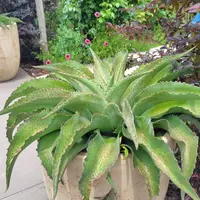 アガベ・ユタエンシス・ネバデンシスの基本情報・育て方｜多肉植物