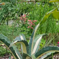 アガベ・ユタエンシス・ネバデンシスの基本情報・育て方｜多肉植物