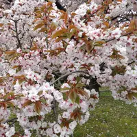 利休白茶「クレマチス」のアルバム-みんなの趣味の園芸2178801