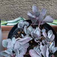 カランコエ月兎耳の基本情報・育て方｜多肉植物・サボテン図鑑