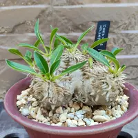 パキポディウム・エブルネウムの基本情報・育て方｜多肉植物・サボテン