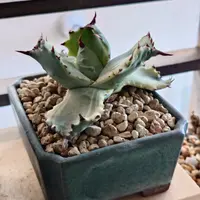 アガベ'ブルー・グロー'の基本情報・育て方｜多肉植物・サボテン図鑑