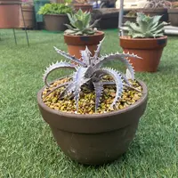 ディッキアの日記〔11ページ目〕-毎日の植物記録|みんなの趣味の園芸
