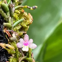 ムカデランの日記-毎日の植物記録|みんなの趣味の園芸