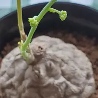 ステファニアの日記-毎日の植物記録|みんなの趣味の園芸 ステファニアの日記-毎日の植物記録|みんなの趣味の園芸