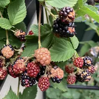 レンブ(黒真珠)の日記-毎日の植物記録|みんなの趣味の園芸