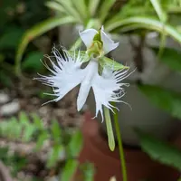 サギソウの日記-毎日の植物記録|みんなの趣味の園芸